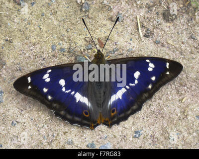 Papillon Empereur pourpre, homme Banque D'Images