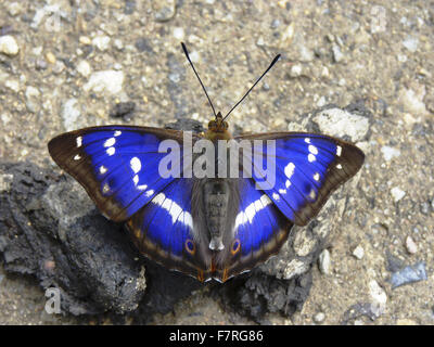 Purple Emperor papillon, l'homme sur la fox le scat Banque D'Images