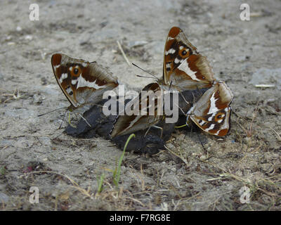 Purple Emperor butterflies, quatre mâles sur Fox de la bouse. Banque D'Images