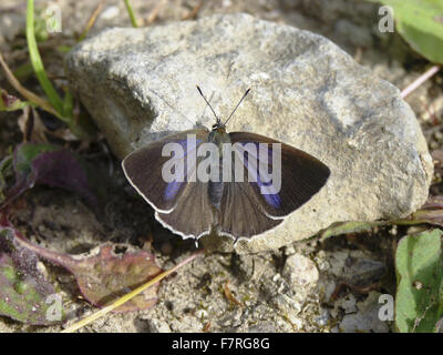 Purple Hairstreak papillon, des femmes. Le Northamptonshire Banque D'Images