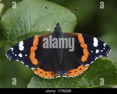 Papillon amiral rouge Banque D'Images