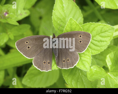 Un papillon, femme Banque D'Images