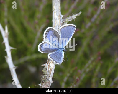 Silver cloutés papillon bleu, mâle. Broxhead. East Hampshire Banque D'Images