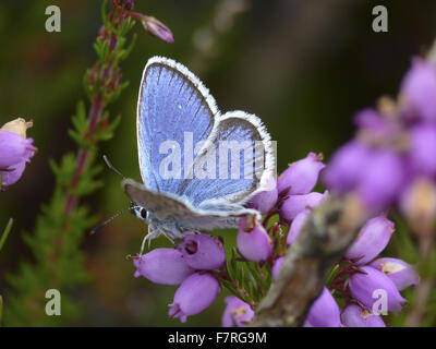 Silver cloutés papillon bleu, mâle. Hampshire Banque D'Images