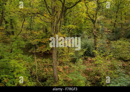 Vieux chênes sessiles mixte à l'automne, à l'Est de la vallée de l'eau, Horner, parc national d'Exmoor. Banque D'Images