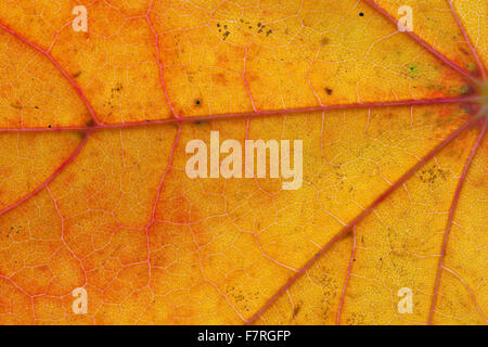 Érable de Norvège (Acer platanoides) close up of leaf orange en couleurs d'automne montrant veins Banque D'Images