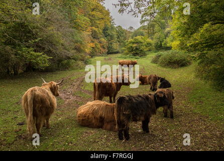 Troupeau de bovins Highland en automne, à l'Est de la vallée de l'eau à Cloutsham d'Exmoor, Banque D'Images