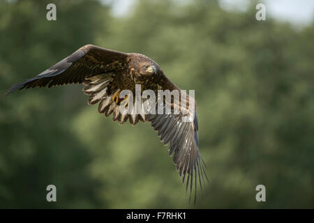 Les subadultes White-tailed Eagle / l'Aigle de mer ( Haliaeetus albicilla ) avec les proies dans ses serres, vole en face de la lisière d'une forêt Banque D'Images