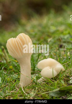 Snowy Waxcap, Hygrocybe virginea en pâturages broutés, New Forest Banque D'Images