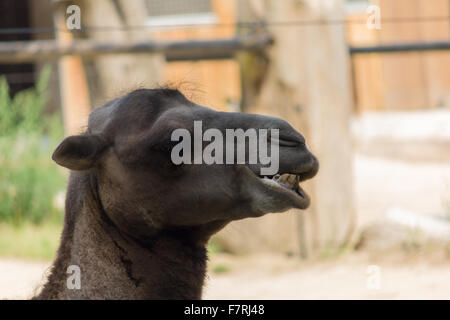 La photo du chef de l'obscurité camel broyer les aliments Banque D'Images