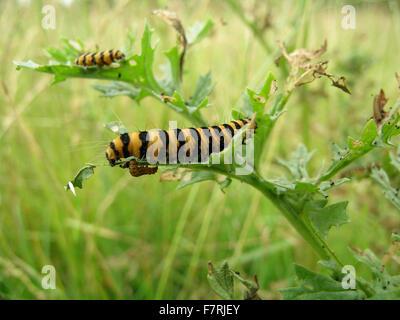 Les chenilles de papillon cinabre sur ragwort Banque D'Images