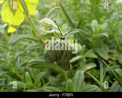 Le ciste forester papillon sur rock-rose Banque D'Images