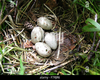 Gallinule poule-d'imbriquer avec quatre oeufs, un bris Banque D'Images