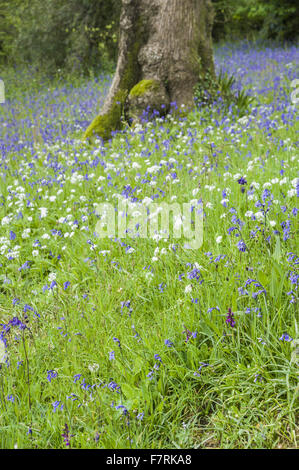 Prairie en pente pleine d'orchidées naturalisés, jacinthes, ramsons et aquilegias à Glendurgan Garden, Cornwall. Glendurgan a été décrit par ses créateurs, les Quakers Alfred et Sarah Fox, comme une "petite paix [sic] du ciel sur la terre'. Banque D'Images