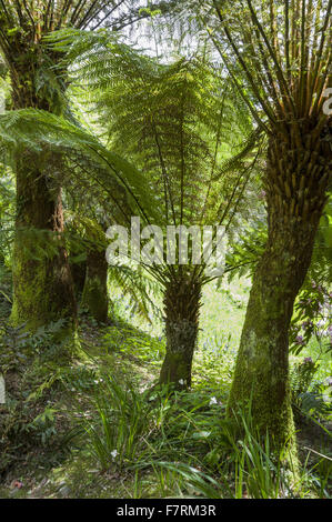 Dicksonia antarctica, fougères arborescentes, à Glendurgan Garden, Cornwall. Glendurgan a été décrit par ses créateurs, les Quakers Alfred et Sarah Fox, comme une "petite paix [sic] du ciel sur la terre'. Banque D'Images