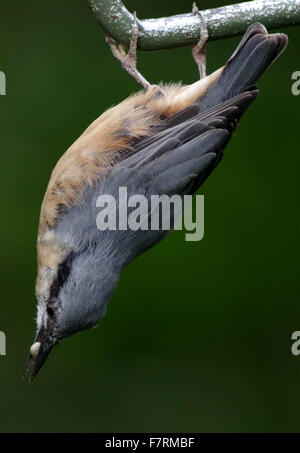 Une rousse se nourrir près de la station d'alimentation des oiseaux. Prises à partir de la peau dans les motifs de Calke Abbey. Banque D'Images