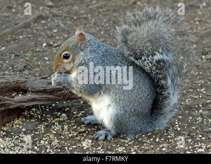 Écureuil gris alimentation sur le sol près de l'oiseau à l'abbaye de Calke Masquer Banque D'Images