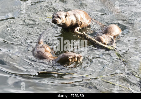 Famille de trois loutres jouer avec une branche dans l'eau Banque D'Images