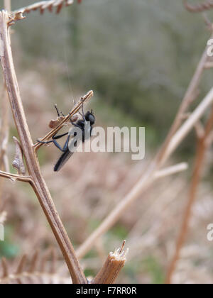 St Mark's fly reposant sur une tige, bracken mort prises un jour avant la journée du 25 avril Banque D'Images