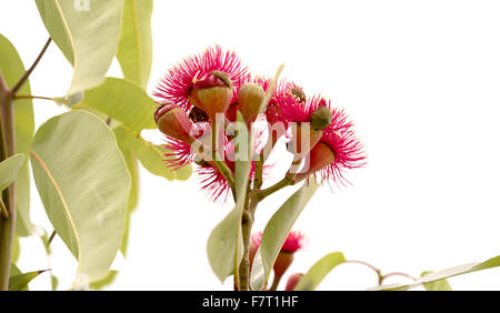 Australian red flowering gum tree Banque D'Images