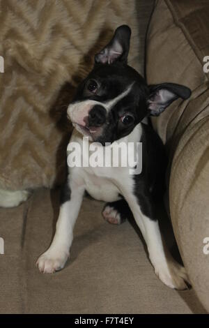 Boston Terrier Puppy Banque D'Images