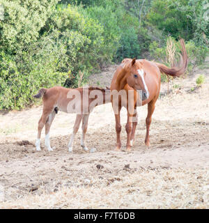 Fils de parents des chevaux. Image de chevaux avec 'horse' maman et bébé cheval. Race sarde anglo-arabes Banque D'Images