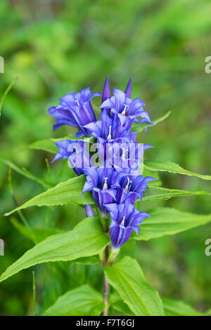 Willow (Gentiana asclepiadea gentiane) Banque D'Images