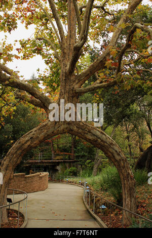 Arch circus tree à gilroy garden brian mcguire Banque D'Images