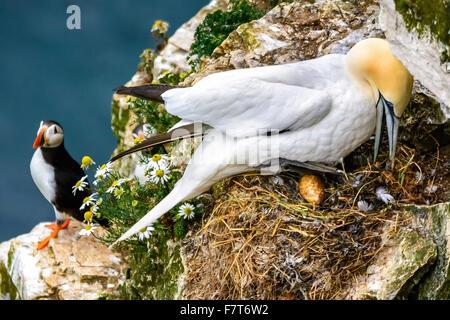 Fou de Bassan Sula bassana. Nichant sur les falaises de bempton rspb à Yorkshire UK Banque D'Images