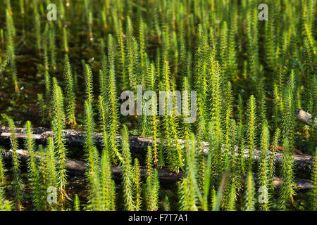 Mare's tail (Hippuris vulgaris), réserve naturelle Isarauen, Haute-Bavière, Bavière, Allemagne Banque D'Images