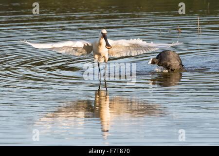 Foulque macroule (Fulica atra) attaquer la spatule blanche (Platalea leucorodia), Texel, Pays-Bas Banque D'Images