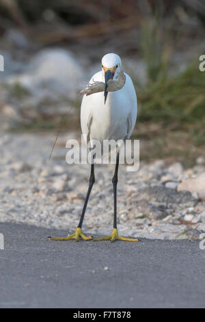 Aigrette neigeuse (Egretta thula) avec la proie des crevettes, JN 'Ding' Darling National Wildlife Refuge, Sanibel Island, Floride, USA Banque D'Images