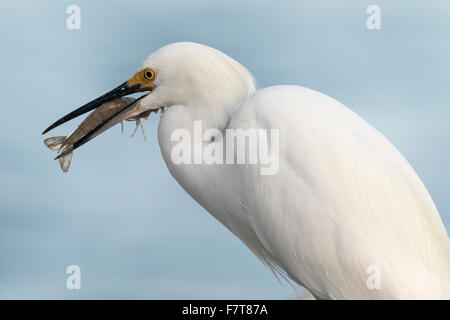 Aigrette neigeuse (Egretta thula) avec la proie des crevettes, JN 'Ding' Darling National Wildlife Refuge, Sanibel Island, Floride, USA Banque D'Images