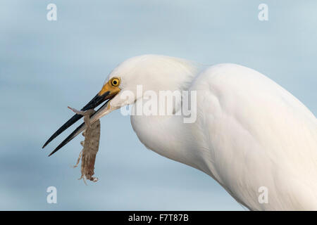 Aigrette neigeuse (Egretta thula) avec la proie des crevettes, JN 'Ding' Darling National Wildlife Refuge, Sanibel Island, Floride, USA Banque D'Images