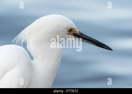 Aigrette neigeuse (Egretta thula), portrait, JN 'Ding' Darling National Wildlife Refuge, Sanibel Island, Floride, USA Banque D'Images