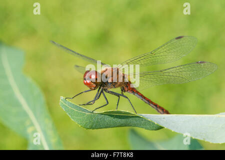 Ruddy darter (Sympetrum sanguineum) mâles sexuellement matures, assis sur une feuille de saule (Salix), Allemagne Banque D'Images