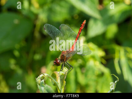 Ruddy darter (Sympetrum sanguineum) mâles sexuellement matures, obélisque, posture, sur une feuille de saule (Salix), vue médiale, Allemagne Banque D'Images