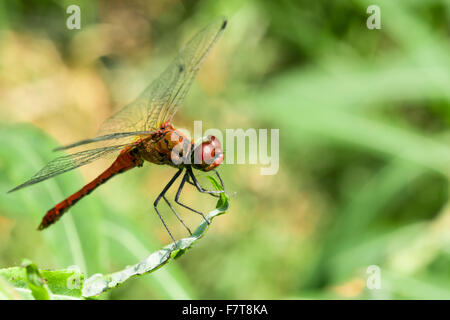 Ruddy darter (Sympetrum sanguineum), la maturité sexuelle mâle, assis sur une feuille, Allemagne Banque D'Images