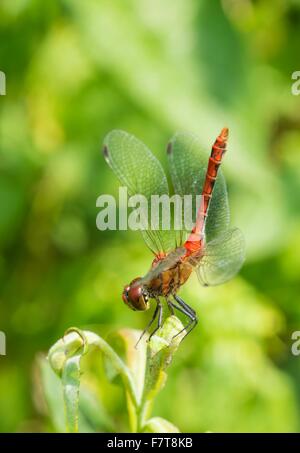 Ruddy darter (Sympetrum sanguineum) mâles sexuellement matures, obélisque, posture, sur une feuille de saule (Salix), vue médiale, Allemagne Banque D'Images