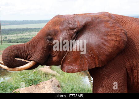 L'éléphant au parc national de Tsavo East au Kenya Banque D'Images