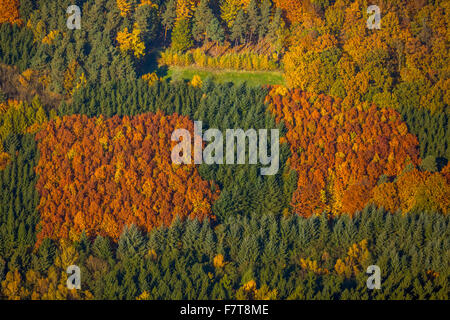 Forêt mixte d'automne, à feuilles caduques, les épinettes, en automne, Arnsberg, Sauerland, Rhénanie du Nord-Westphalie, Allemagne Banque D'Images