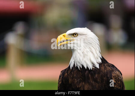 Libre de profil d'un pygargue à tête blanche (Haliaeetus leucocephalus) nom Latin avec beak ouvrir l'Alberta, Canada - l'arrière-plan flou Banque D'Images