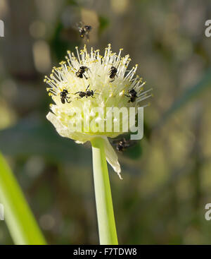 Très petite minute indigènes australiens abeilles mélipones Tetragonula sur une fleur d'oignon Banque D'Images