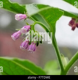 Temps de printemps, les fleurs violettes de la grande Consoude Symphytum officinale ou comphrey une vivace plante à fleurs, bio Banque D'Images