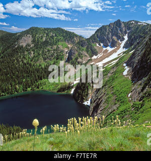 Xérophylle en fleurs au-dessus de falaise lac ci-dessous eagle cliff dans la bitterroot range le long du sentier près de stateline, supérieure au Montana Banque D'Images