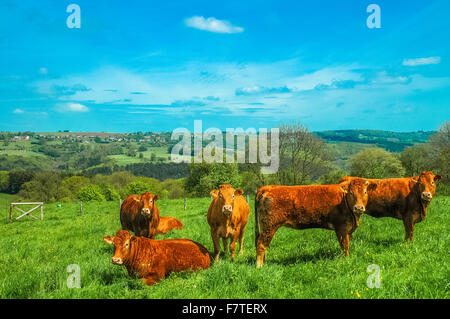 Brown vaches holstein en collines en belgique Banque D'Images