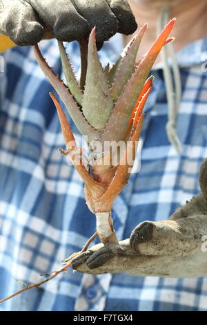 Mains tenant avec les racines des plantes d'aloe vera Banque D'Images