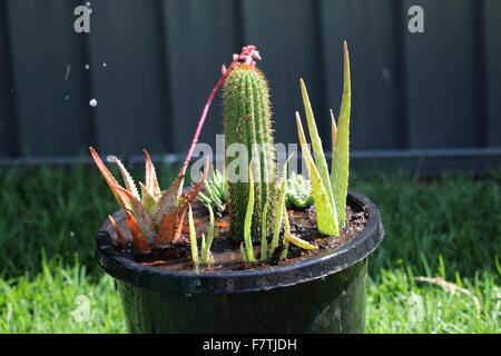 Variétés de cactus et succulentes dans un pot Banque D'Images