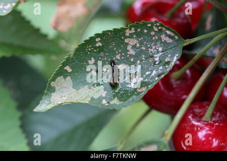 Poire et Cherry slug ver sur Cherry leaf Banque D'Images