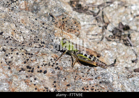 Une face oblique sauterelle (Gomphocerus sibiricus, Aeropus sibiricus) assis sur un rocher dans les Alpes suisses. Banque D'Images